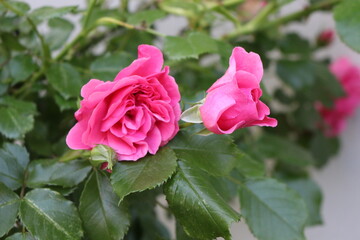Bright pink flowers blooming on a rose bush in the summer garden. 