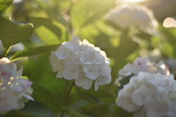 Blühende Hortensie (Hydrangea)