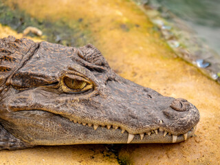 Close up on the head of an alligator - animal portrait