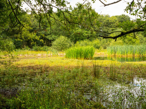 ‘Brown Moss’ in Whitchurch, Shropshire, is a 77-acre English wildlife and nature reserve, conservation site and a Ramsar wetland of international scientific importance.