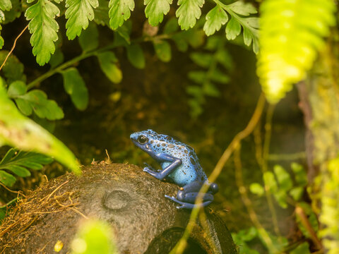 Dendrobates tinctorius - small blue frog living in humid forests