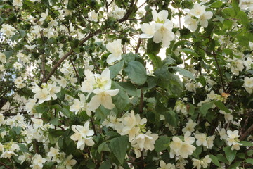 
Delicate white flowers bloom on the jasmine bush