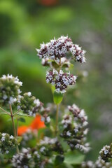 Blühender Oregano (Origanum vulgare)
