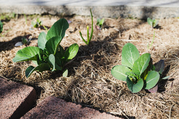 cauliflower plant outdoor in sunny vegetable garden