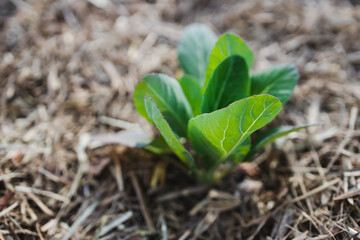 cabbage plant outdoor in sunny vegetable garden