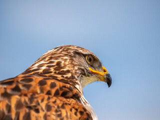 Close-up of the head of a raptor - view from behind