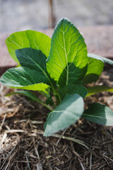 cauliflower plant outdoor in sunny vegetable garden
