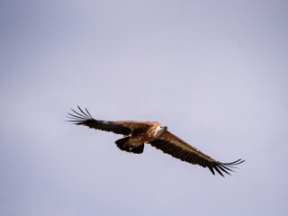 Griffon vulture flying view from below