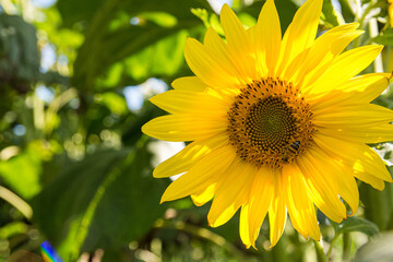 beautiful sunflower in a sunflower garden
