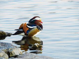 mandarin duck in the water