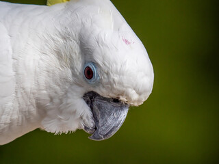 Close-up portrait of a Sulfur-crested Cockatoo