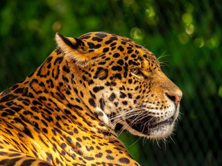 Close-up portrait of a jaguar on a plant background