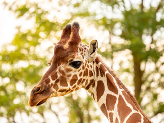 Close-up portrait of a giraffe on a blurred plant background