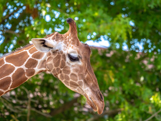 Close-up portrait of a giraffe on a blurred plant background