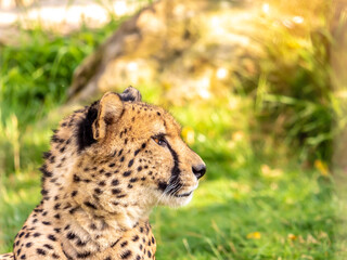 Naklejka na ściany i meble Close-up portrait of a cheetah on blurred plant background