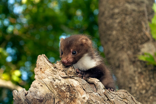 juvenile Beech marten / Steinmarder-Jungtier (Martes foina) 