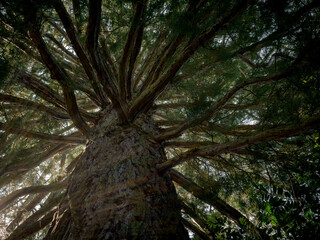 Spectacular view up to the crown of an old fir tree