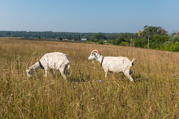 two white horned goats graze in a vast field of yellowed dry grass. High quality photo