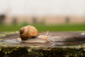 Weinbergschnecke Helix pomatia Gehäuse Schneckenhaus  Delikatesse Frankreich Kriechen Langsamkeit Regen Schleim Fühler Holz Garten Kriechen Feinschmecker Spezialität Speise Symbol 