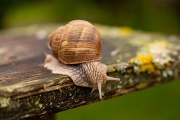 Weinbergschnecke Helix pomatia Gehäuse Schneckenhaus Landlungenschnecken Stylommatophora Kriechen langsam Regen Schleim Fühler Holz Garten Kriechen Feinschmecker Spezialität Delikatesse Speise Symbol 