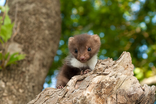 junger Steinmarder (Martes foina) - juvenile Beech marten 