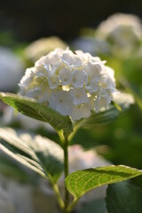 Blühende Hortensie (Hydrangea)