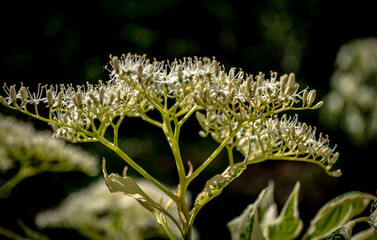 Magnificent close-up on flowering filigree bush