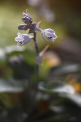 Blüten und Blütenknospen einer Funkie (Hosta)