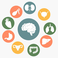 Vector internal human organs set.  Cartoon icons isolated on white background. Flat design.