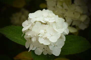 Blühende Hortensie (Hydrangea)