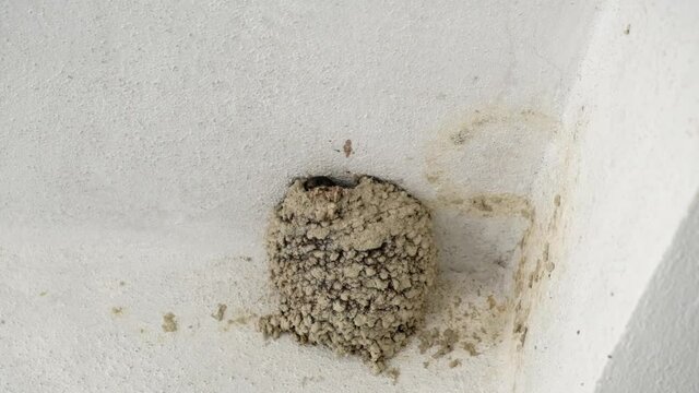 swallow bird is coming out of its nest