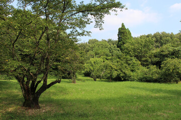 田舎の野原の風景