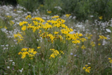 Common ragwort stinking willie tansy ragwort benweed Senecio jacobaea Syn. Jacobaea vulgaris
