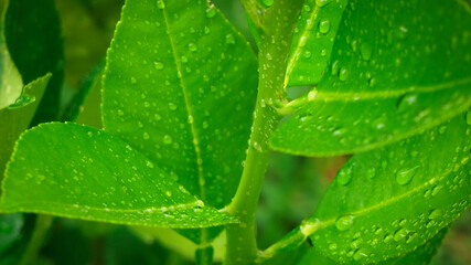 Abstract nature background, lemon green leaf with water drop in selective focus.