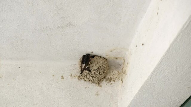 Swallow feeding baby birds in their nest