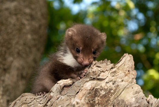 junger Steinmarder (Martes foina) - juvenile Beech marten 