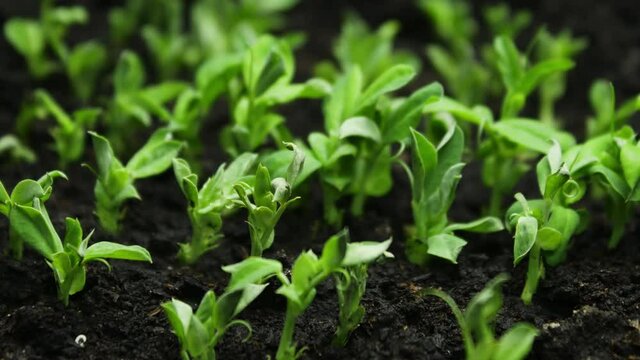 Growing plants in timelapse, Sprouts Germination newborn plant