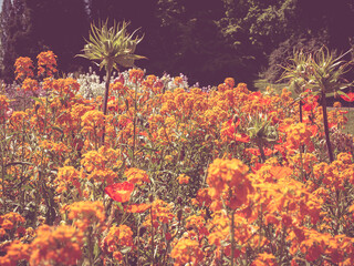 Fototapeta na wymiar creative flowerbed image dipped in orange