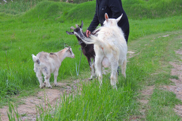 Female white goat for milk production .goats graze in the field