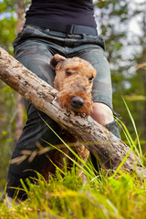 Airedale terrier dog playing in a forest
