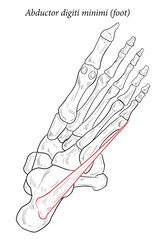 Obraz na płótnie Canvas Abductor digiti minimi muscle of foot.