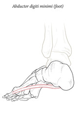 Abductor digiti minimi muscle of foot.