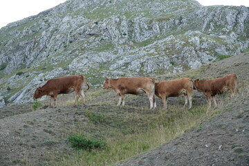 Naklejka na ściany i meble Cows on the mountain pasture, Cows on a summer pasture