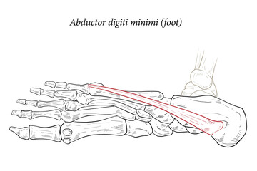 Abductor digiti minimi muscle of foot.