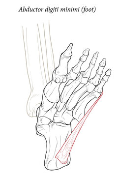 Abductor digiti minimi muscle of foot.