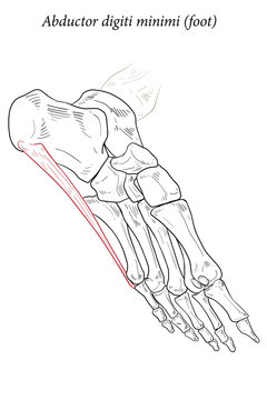 Abductor digiti minimi muscle of foot.