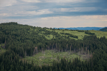 A herd of sheep grazing on a lush green field