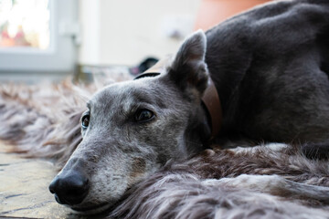 Greyhound Dog Relaxing On A Rug