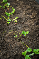 Strawberry plant in the garden. Selective focus.