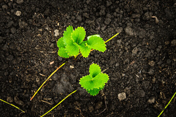 Strawberry plant in the garden. Selective focus.